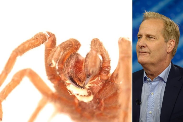 New tarantula-killing parasite named for actor Jeff Daniels