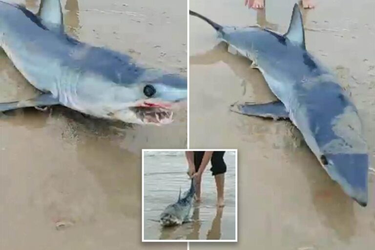World’s fastest shark rescued in wild video